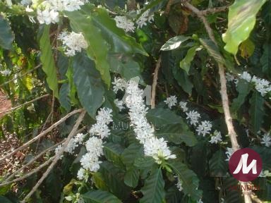 Outras — foto 6