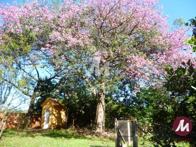 Jardim — foto 8