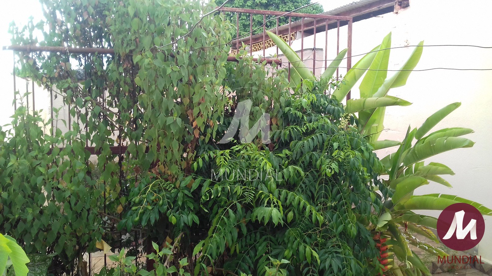Quintal/corredores — foto 14
