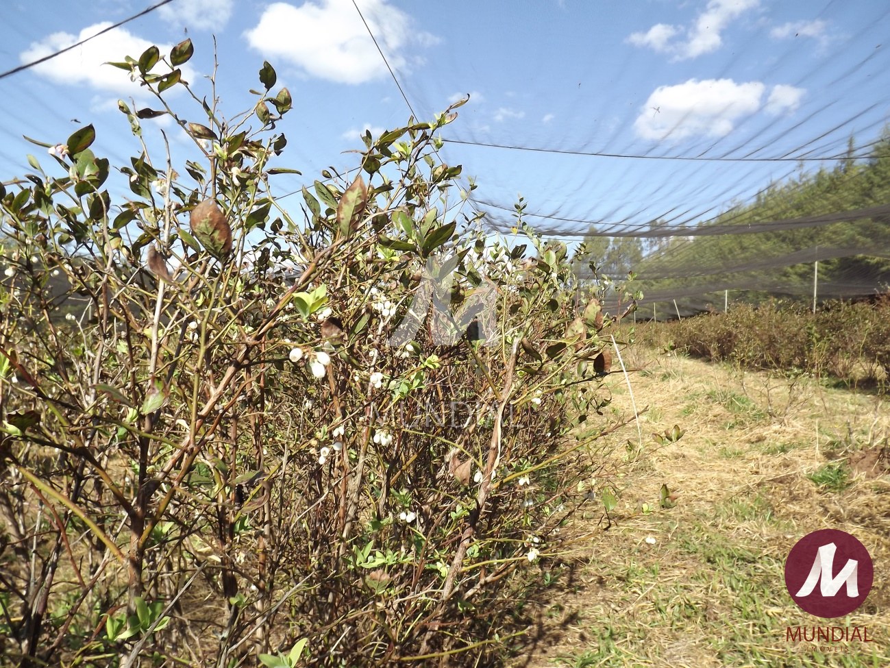 Terreno/Lote — foto 1