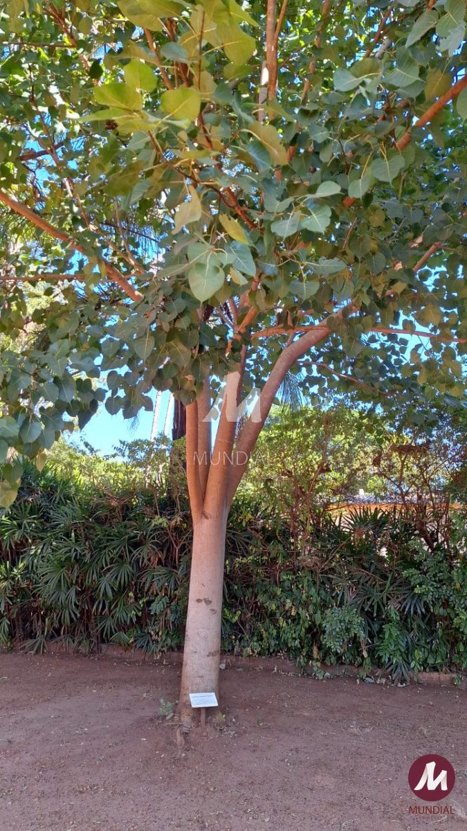 Jardim — foto 25