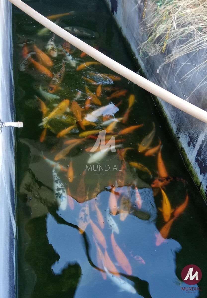 Lago artificial — foto 10