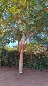 25 - Jardim