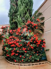 20 - Jardim