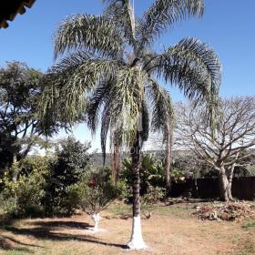 19 - Quintal/corredores