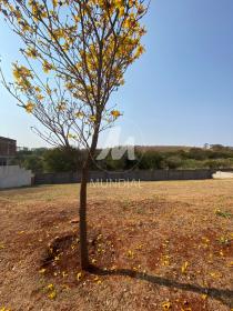 4 - Terreno/Lote