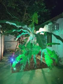19 - Jardim